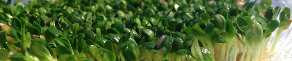 Lettuce Germinating in a bag