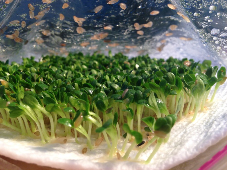 Lettuce Germinating in a bag